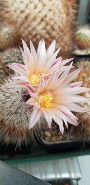 Gymnocactus mandragora ssp. pailanus